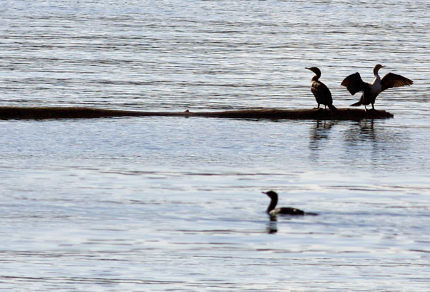 Cormorants on a log