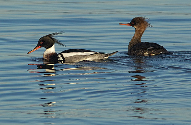 two  Red-Breasted Mergansers