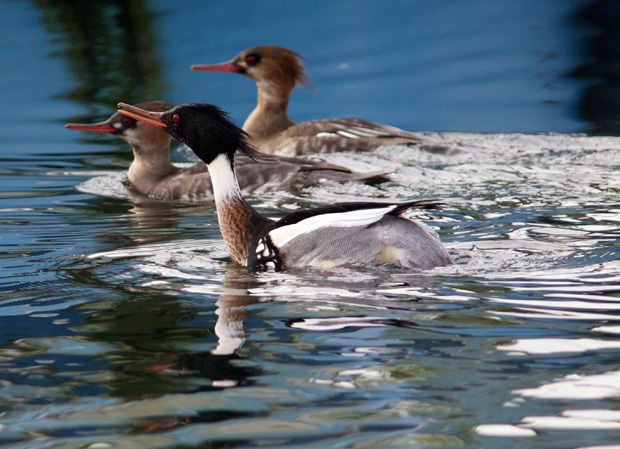 three mergansers in different stages of breeding plumage 