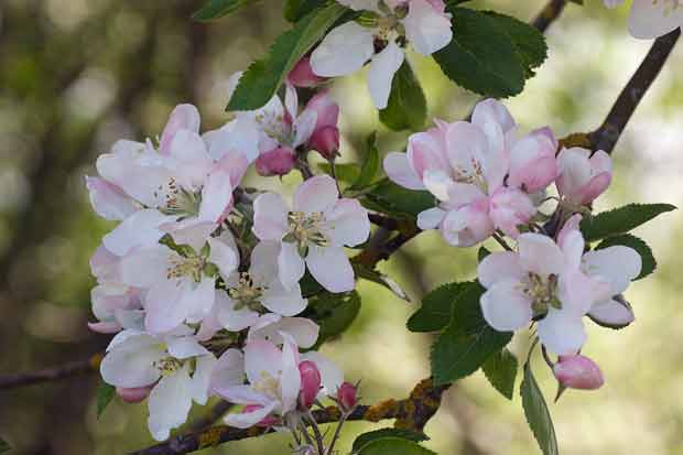Pink and White Blossoms