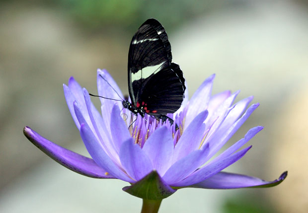 Black butterfly on lotus blossom