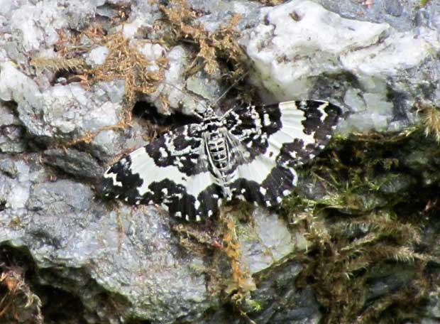 Black and White Butterfly/Moth