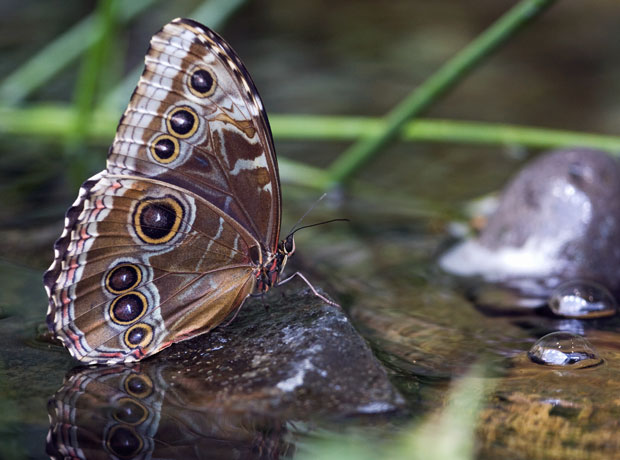 Blue-Brown Butterfly