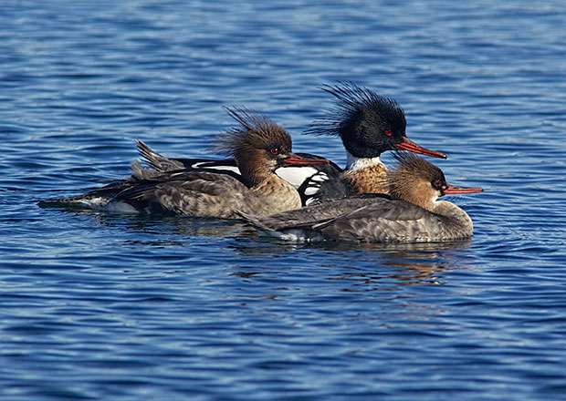 male Red-Breasted Mergansers