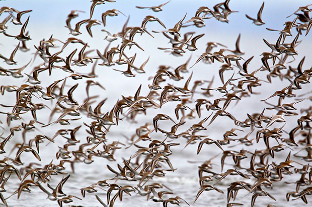 a wave of shorebirds 