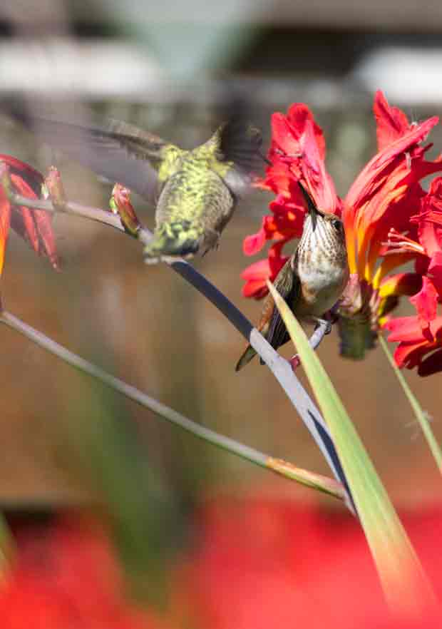 Two Hummingbirds Meet