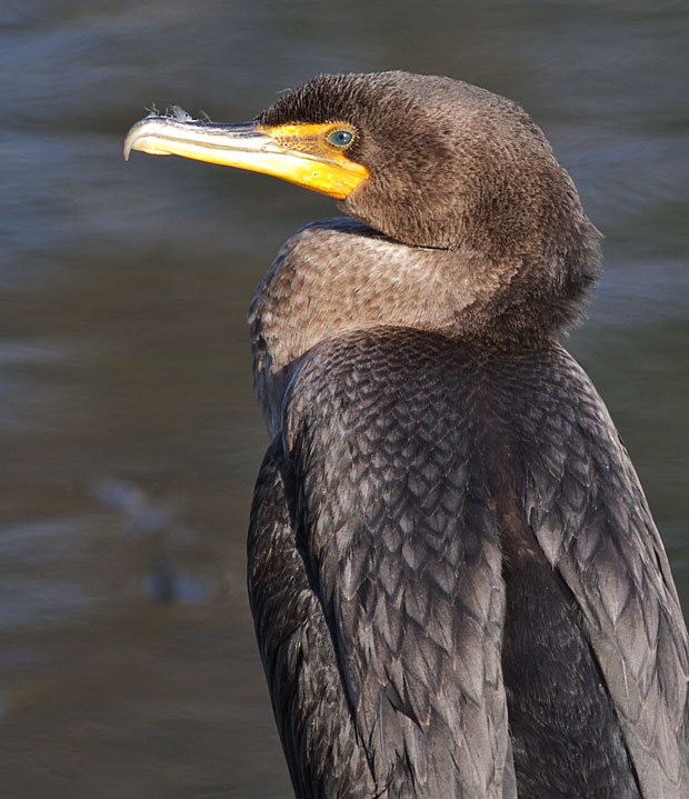 Cormorant Up Close