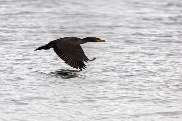 Cormorant Skimming Water