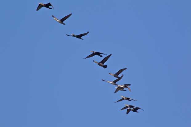 A Flight of Cormorants