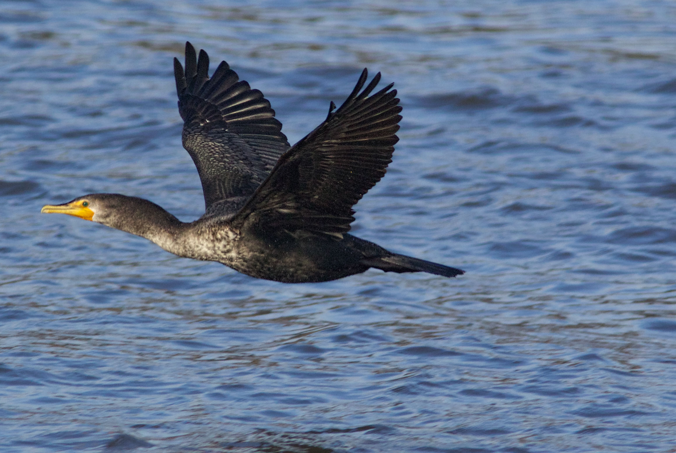 Double-Crested Cormorant 