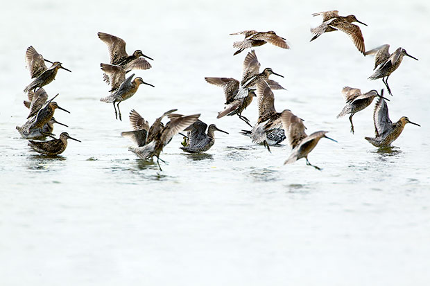 flock of Dowitchers Landing 