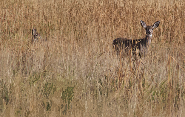 Deer and Fawn in Deep Grass