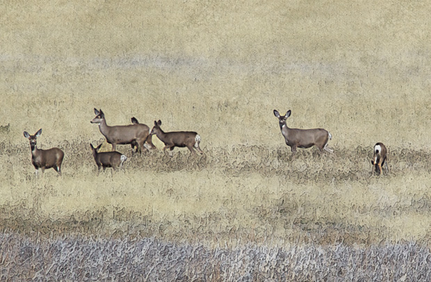 Herd of Deer on Grasslands