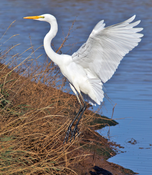 Great Egret Landing 