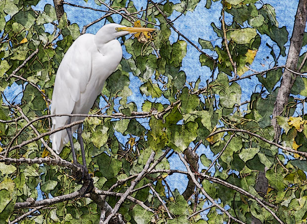 Great Egret in Tree