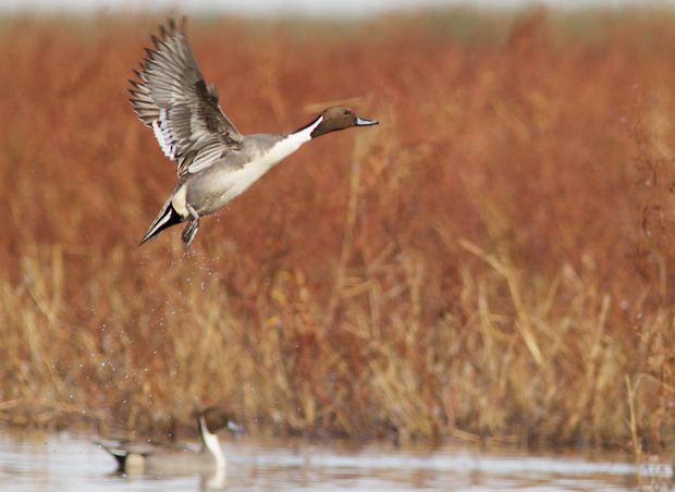 Northern Pintail Taking Off 