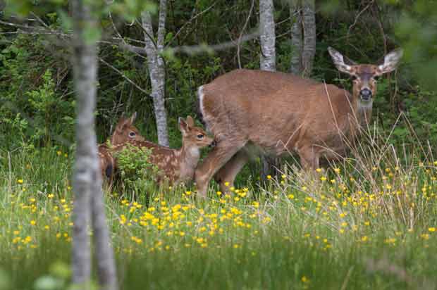 Deer with two fawns