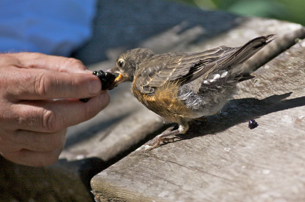 Man Feeding Young Robin