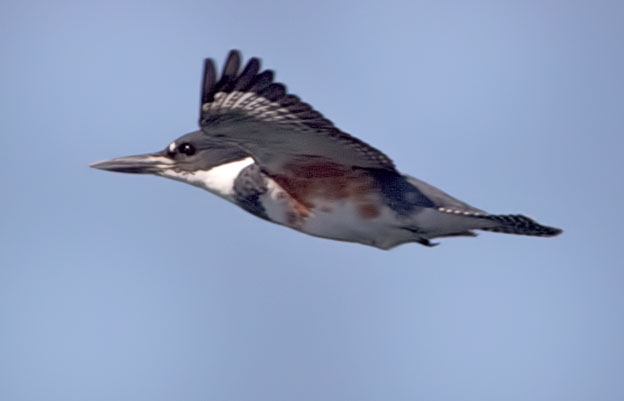 Female Belted-Kingfisher in Flight