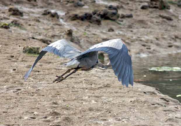 Heron Flying Away