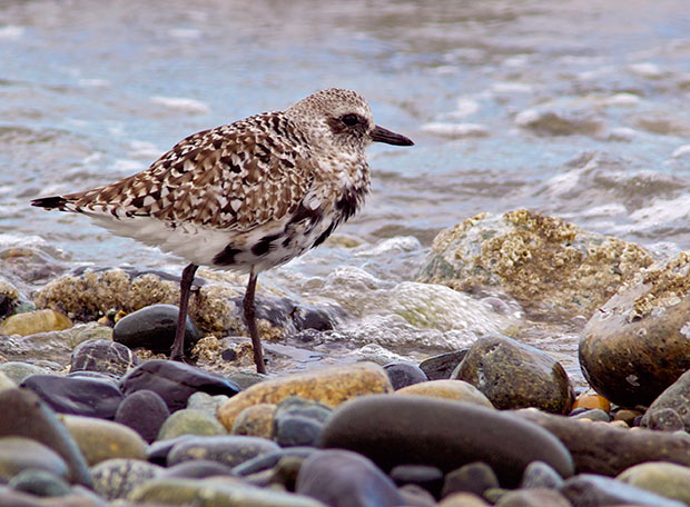 Black-Bellied Plover in transition colors 
