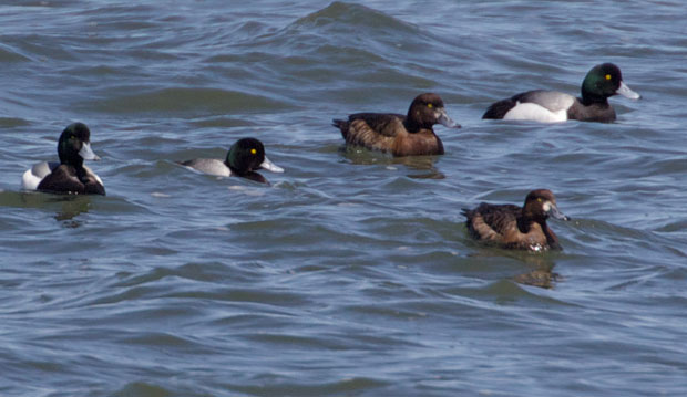 Flock of Greater Scaup
