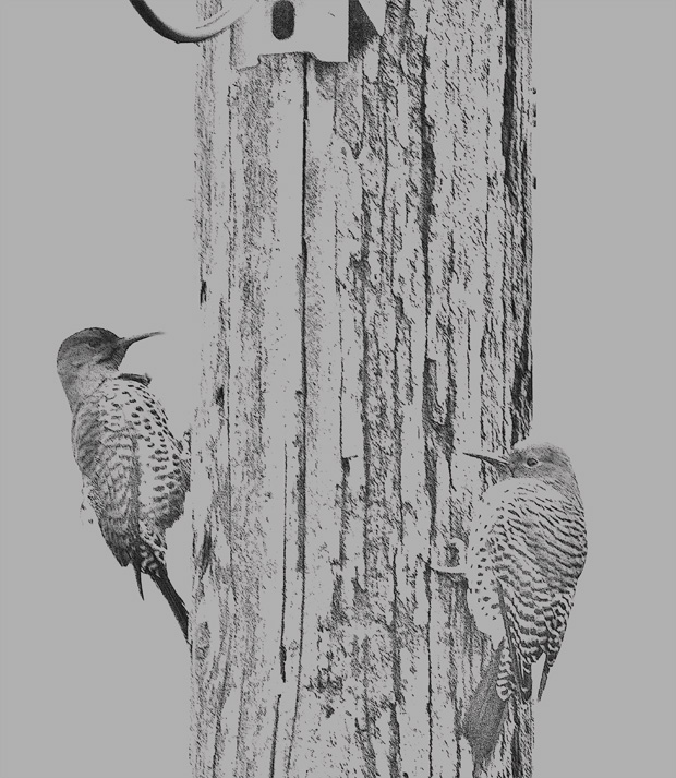 Flickers on Telephone Pole 