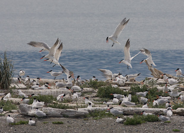 Flock Of Common Terns