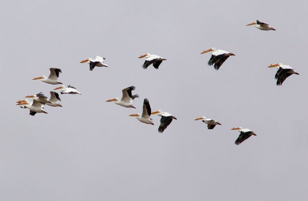Flying White Pelicans