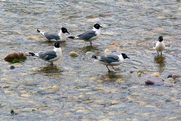 small flock of Franklin Gulls 