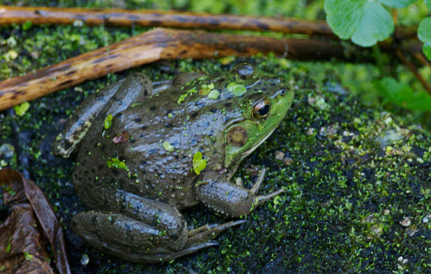Frog on  log