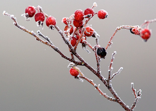 frosted Rose Hips 