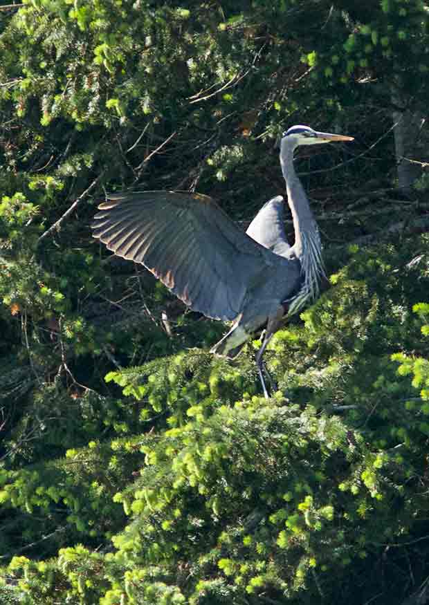 Great Blue Heron landing n tree 