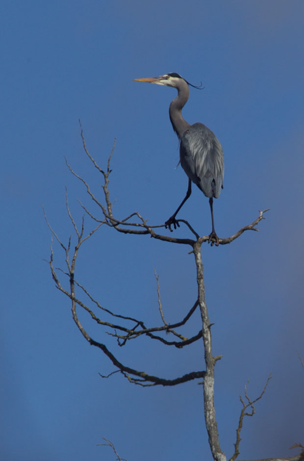 Great Blue Heron in tree top 