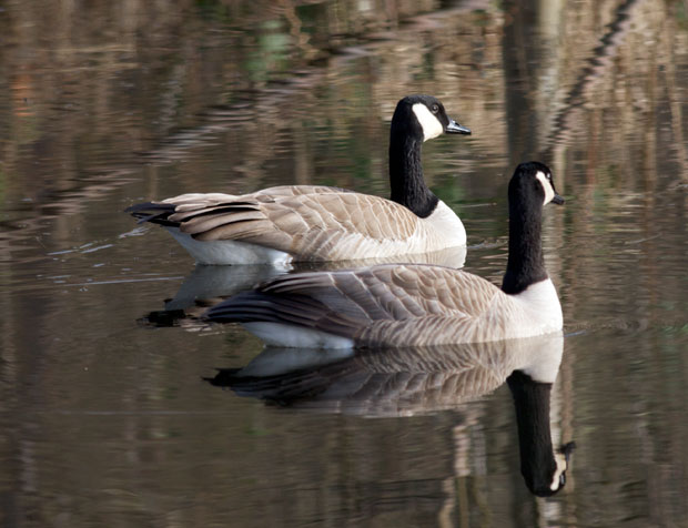 Pair of Canada Geese