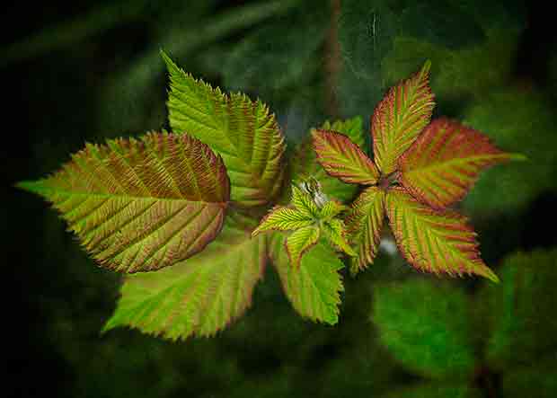green leaves tinged with red 