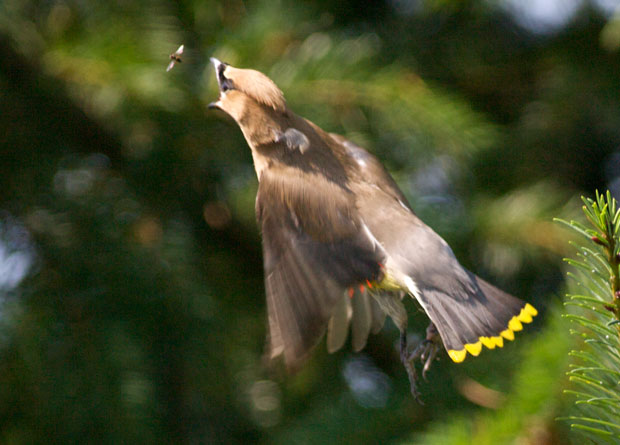 Waxwing Pursuing Insect