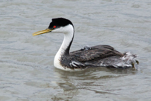 Western Grebe with Chick 