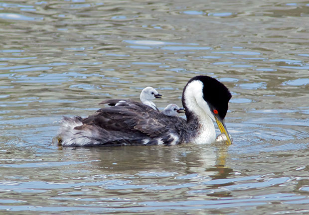 Western Grebe with Chicks 