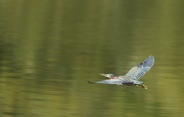  Green Heron flying 