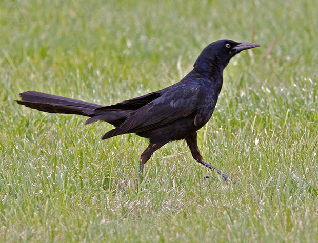 Great-Tailed Grackle 
