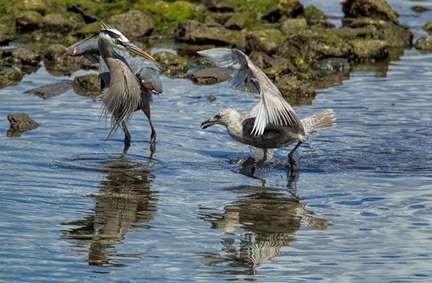 gull and Great Blue Heron 