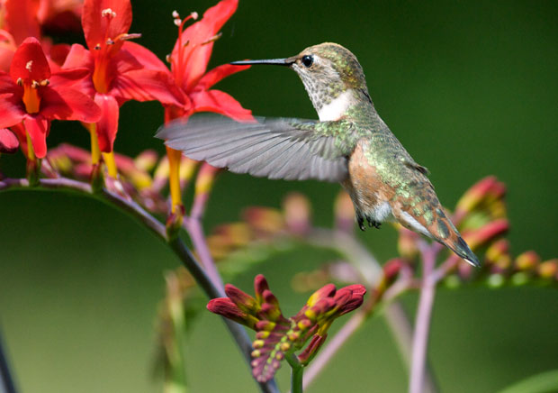 Hummingbird with Wings Thrust Forward