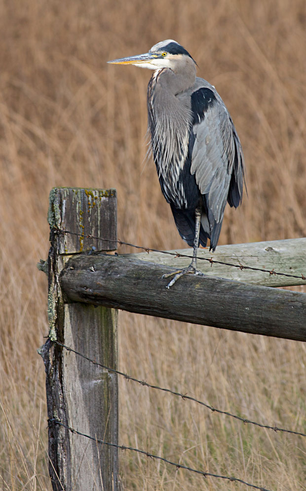 Great Blue Heron on Fence