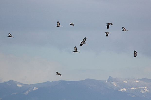 Flock of Great Blue Herons over Puget Sound