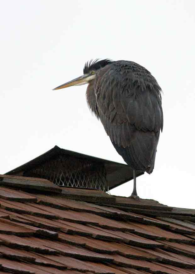 Great Blue Heron on Roof