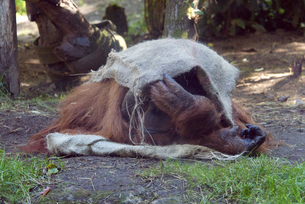 Orangutan hiding under gunny sack