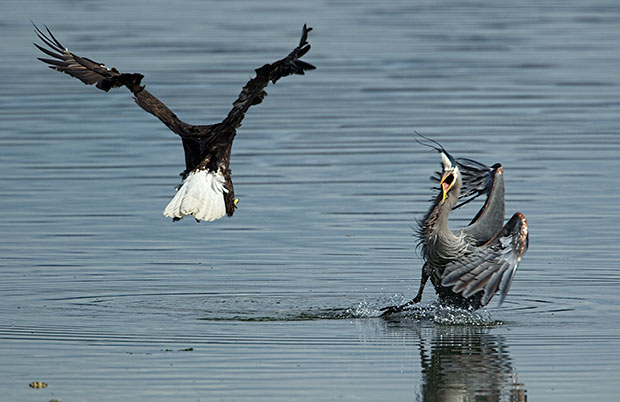 Bald Eagle harassing Great Blue Heron 