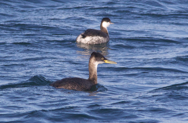 Horned Grebe and Red-Necked Grebe 