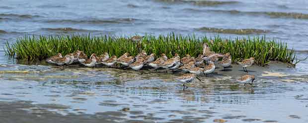 Dunlin and Sandpipers 